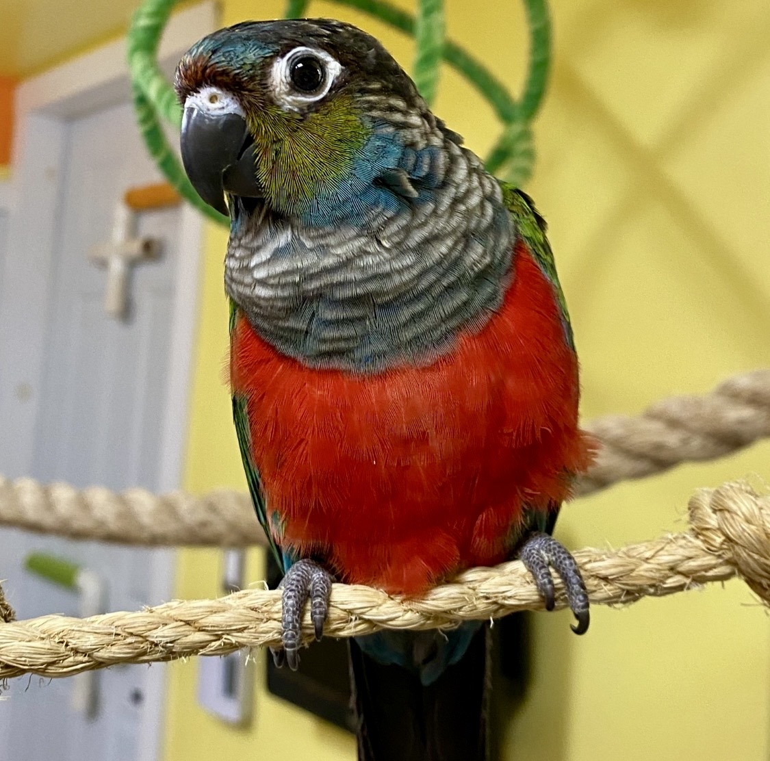 Conure à ventre rouge